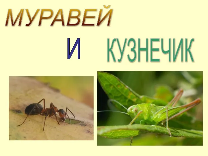 МУРАВЕЙ КУЗНЕЧИК И