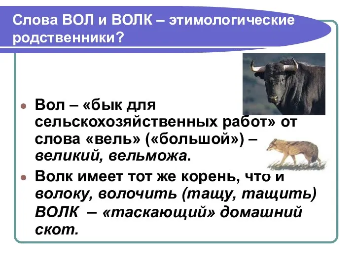 Слова ВОЛ и ВОЛК – этимологические родственники? Вол – «бык для