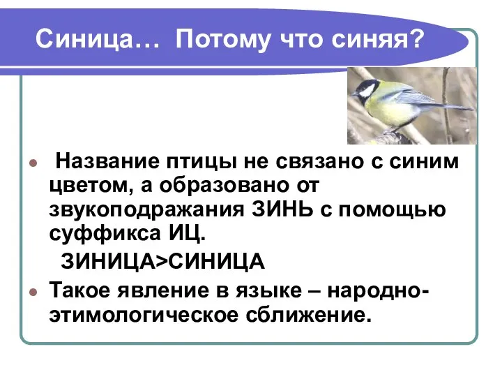 Синица… Потому что синяя? Название птицы не связано с синим цветом,