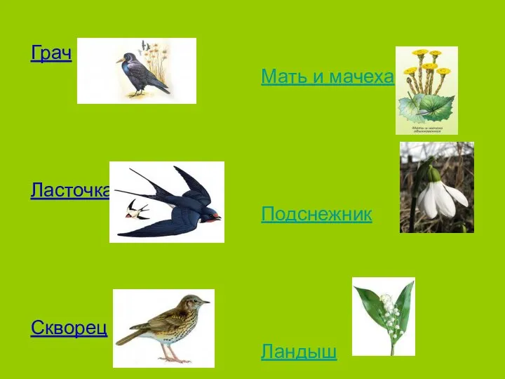 Первые вестники Грач Ласточка Скворец Первые вестники Грач Ласточка Скворец Цветы