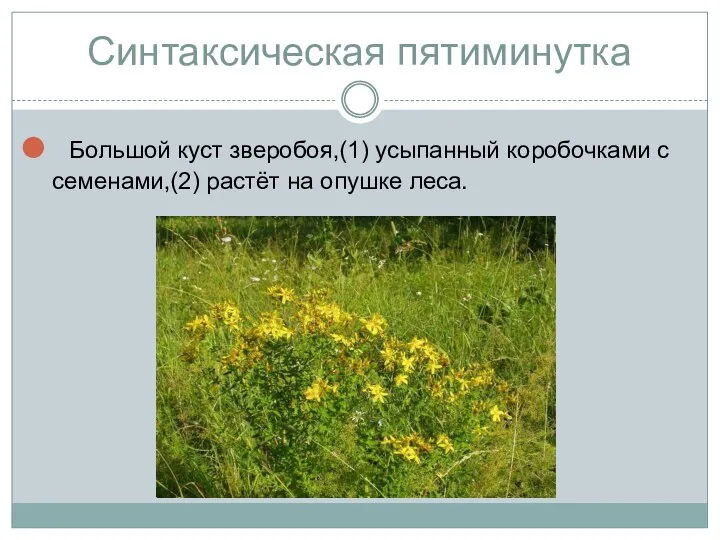 Синтаксическая пятиминутка Большой куст зверобоя,(1) усыпанный коробочками с семенами,(2) растёт на опушке леса.