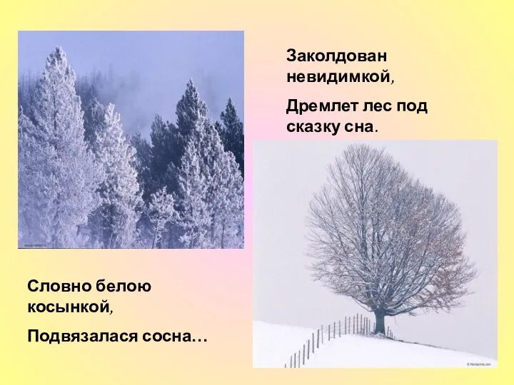 Заколдован невидимкой, Дремлет лес под сказку сна. Словно белою косынкой, Подвязалася сосна…