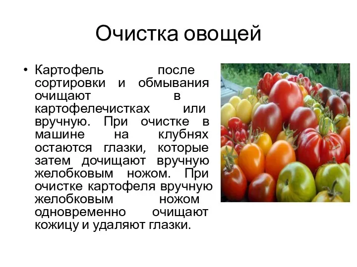 Очистка овощей Картофель после сортировки и обмывания очищают в картофелечистках или