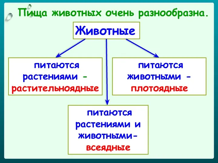 Животные Пища животных очень разнообразна. питаются растениями - растительноядные питаются животными