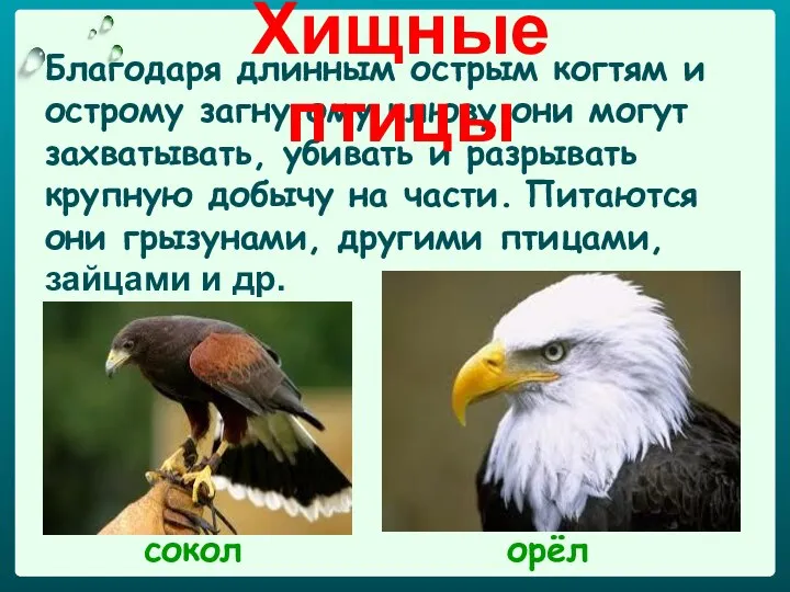 Благодаря длинным острым когтям и острому загнутому клюву они могут захватывать,