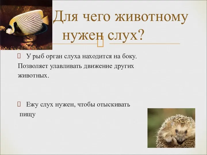 У рыб орган слуха находится на боку. Позволяет улавливать движение других