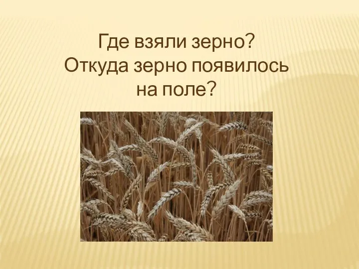 Где взяли зерно? Откуда зерно появилось на поле?