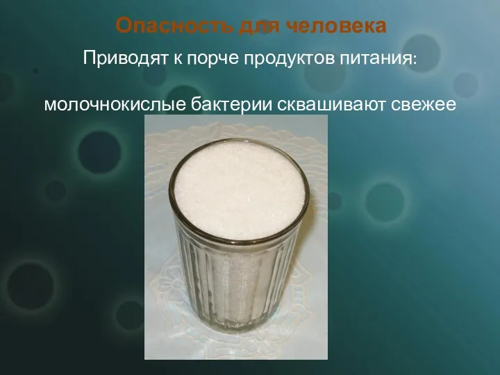 Опасность для человека Приводят к порче продуктов питания: молочнокислые бактерии сквашивают свежее молоко