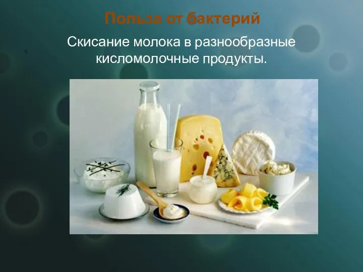 Польза от бактерий Скисание молока в разнообразные кисломолочные продукты.