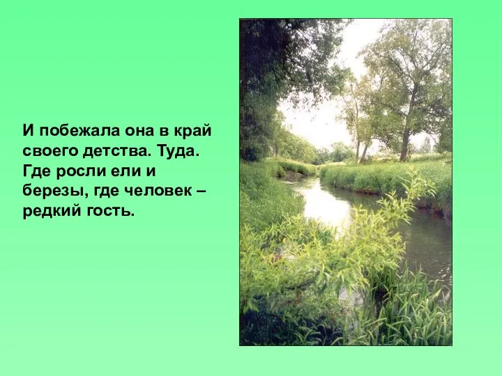 И побежала она в край своего детства. Туда. Где росли ели