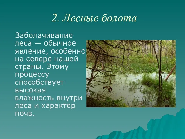 2. Лесные болота Заболачивание леса — обычное явление, особенно на севере