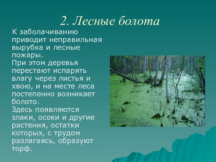 2. Лесные болота К заболачиванию приводит неправильная вырубка и лесные пожары.
