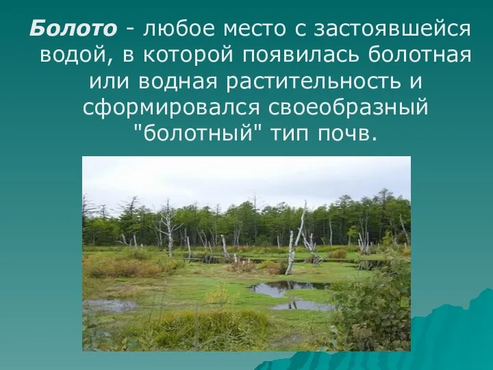 Болото - любое место с застоявшейся водой, в которой появилась болотная