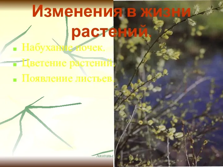 Анатольева Э.В. Изменения в жизни растений. Набухание почек. Цветение растений. Появление листьев.