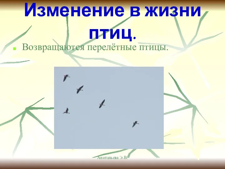 Анатольева Э.В. Изменение в жизни птиц. Возвращаются перелётные птицы.