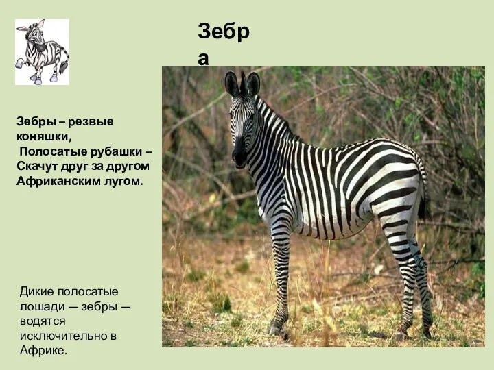 Дикие полосатые лошади — зебры — водятся исключительно в Африке. Зебра