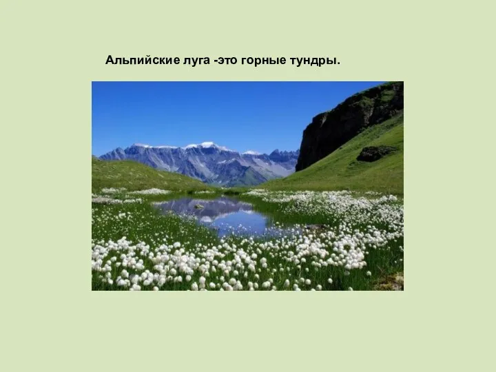 Альпийские луга -это горные тундры.