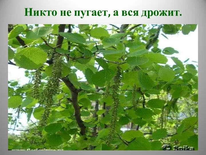 Никто не пугает, а вся дрожит.