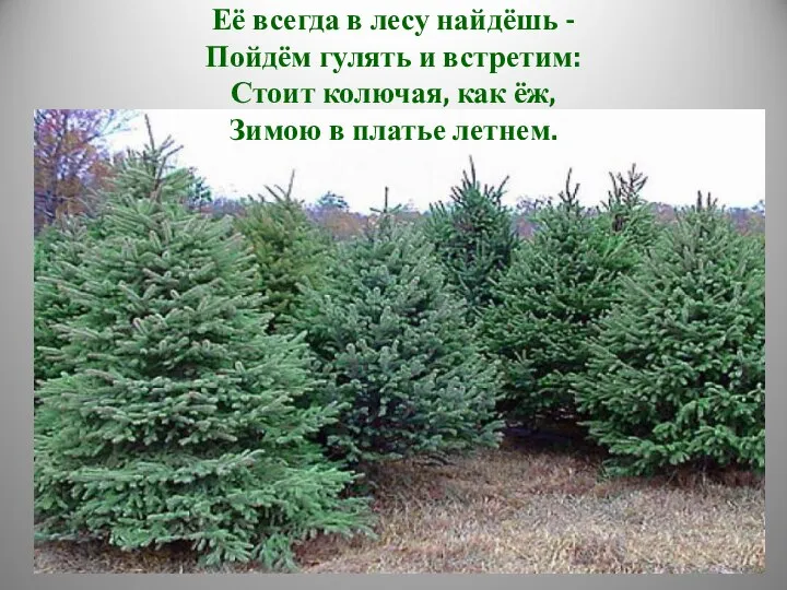 Её всегда в лесу найдёшь - Пойдём гулять и встретим: Стоит