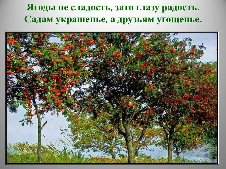 Ягоды не сладость, зато глазу радость. Садам украшенье, а друзьям угощенье.