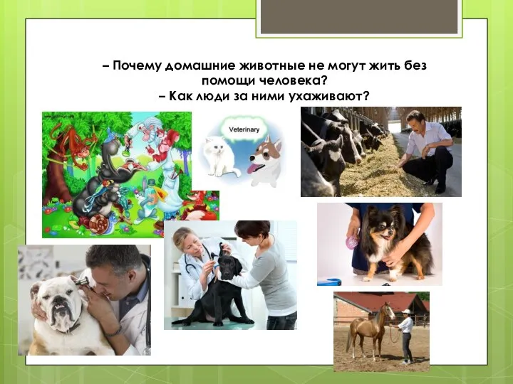 – Почему домашние животные не могут жить без помощи человека? – Как люди за ними ухаживают?