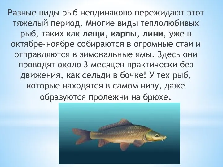 Разные виды рыб неодинаково пережидают этот тяжелый период. Многие виды теплолюбивых