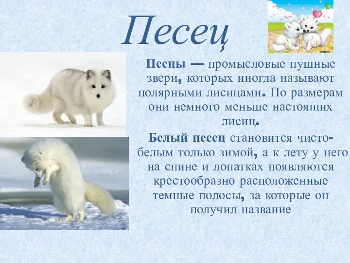 Песец Песцы — промысловые пушные звери, которых иногда называют полярными лисицами.