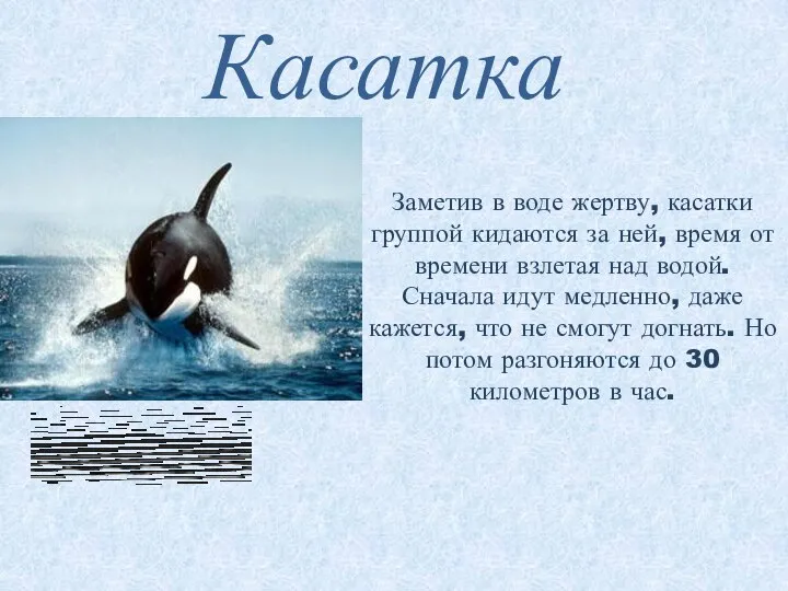 Касатка Заметив в воде жертву, касатки группой кидаются за ней, время