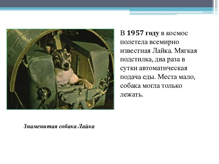 В 1957 году в космос полетела всемирно известная Лайка. Мягкая подстилка,