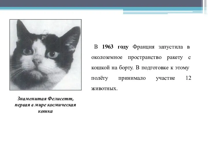 В 1963 году Франция запустила в околоземное пространство ракету с кошкой