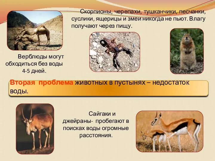 Верблюды могут обходиться без воды 4-5 дней. Вторая проблема животных в