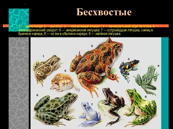 Бесхвостые 1 — чесночница; 2 — рогатка ; 3 — изменчивый