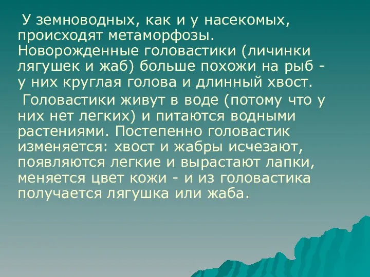 У земноводных, как и у насекомых, происходят метаморфозы. Новорожденные головастики (личинки