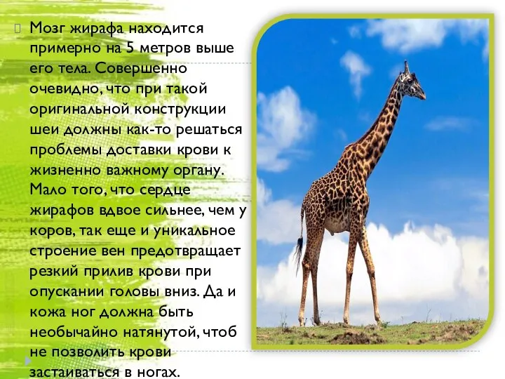 Мозг жирафа находится примерно на 5 метров выше его тела. Совершенно