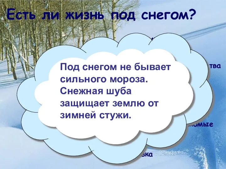 Есть ли жизнь под снегом? Что мы наблюдали под снегом на