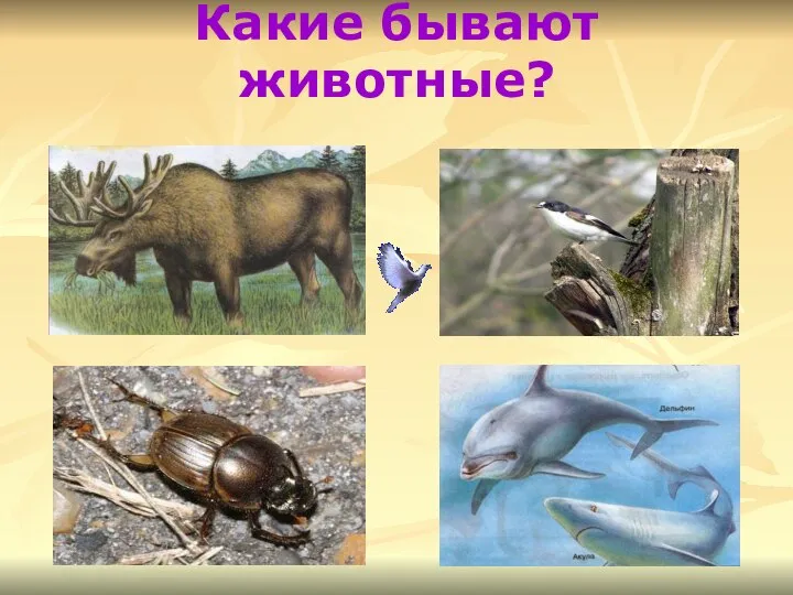 Какие бывают животные?