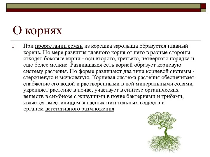 О корнях При прорастании семян из корешка зародыша образуется главный корень.