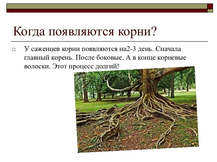 Когда появляются корни? У саженцев корни появляются на2-3 день. Сначала главный