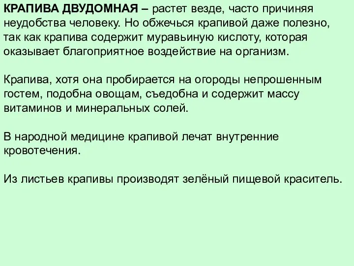 КРАПИВА ДВУДОМНАЯ – растет везде, часто причиняя неудобства человеку. Но обжечься