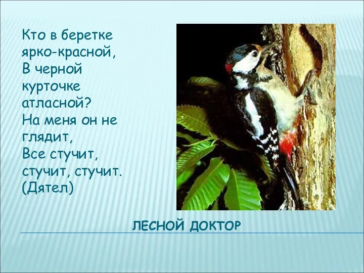 ЛЕСНОЙ ДОКТОР Кто в беретке ярко-красной, В черной курточке атласной? На