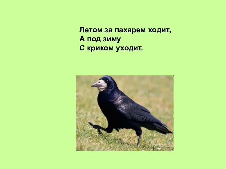 Летом за пахарем ходит, А под зиму С криком уходит.