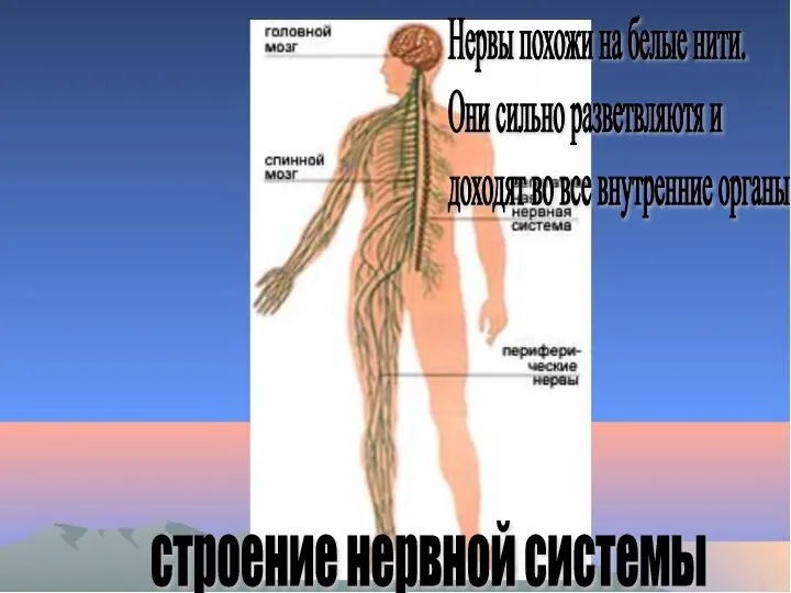 строение нервной системы Нервы похожи на белые нити. Они сильно разветвляютя