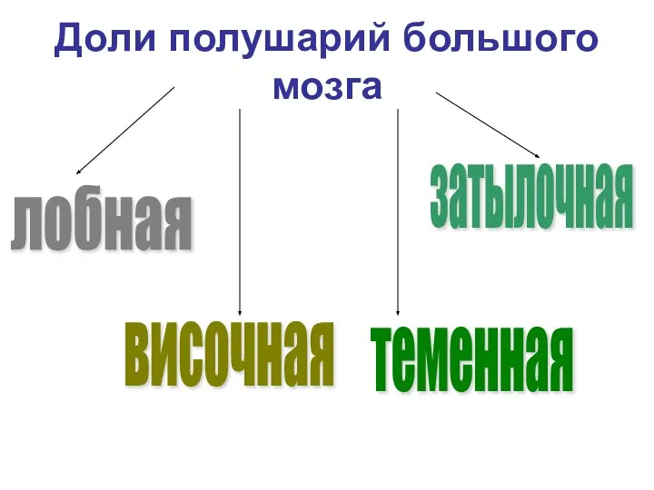 Доли полушарий большого мозга лобная височная затылочная теменная