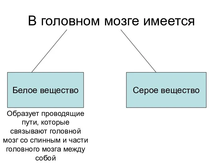 В головном мозге имеется Белое вещество Серое вещество Образует проводящие пути,