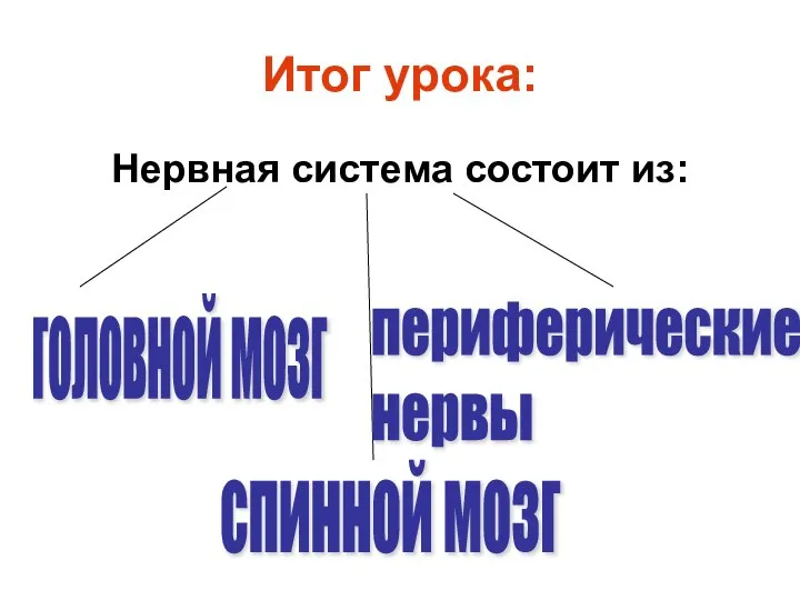 Итог урока: Нервная система состоит из: головной мозг спинной мозг периферические нервы