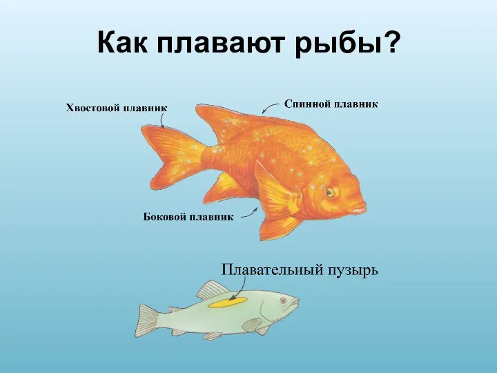 Как плавают рыбы?