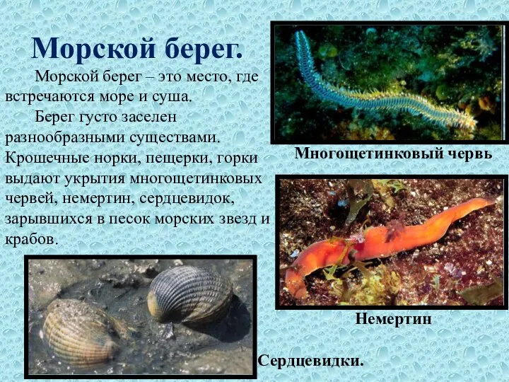 Морской берег. Морской берег – это место, где встречаются море и