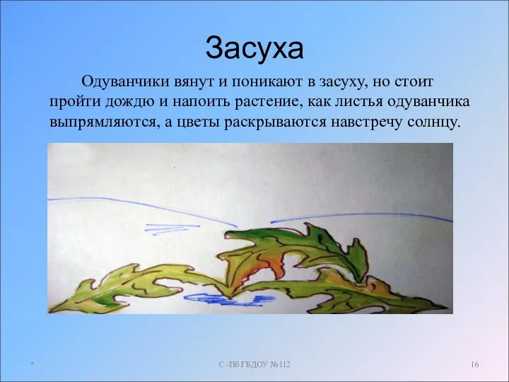 Засуха Одуванчики вянут и поникают в засуху, но стоит пройти дождю