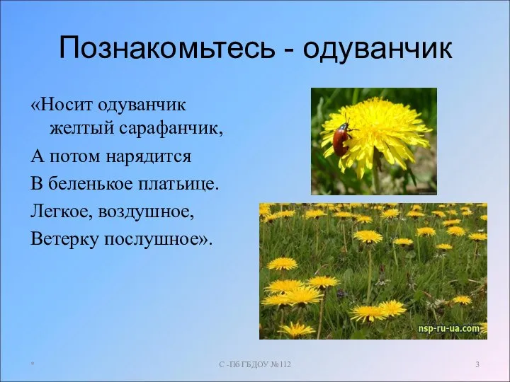 Познакомьтесь - одуванчик «Носит одуванчик желтый сарафанчик, А потом нарядится В