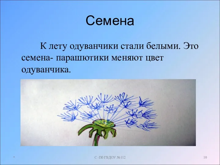 Семена К лету одуванчики стали белыми. Это семена- парашютики меняют цвет